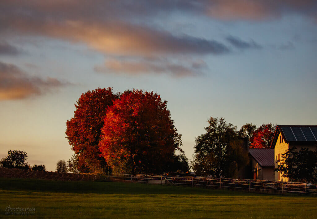 farmhouse-sunset-red-trees-hopper-esque Horizontal photo that's been inverted, depicting the silhouette of a tree against a golden sunset sky, as seen in a series of receding puddles.