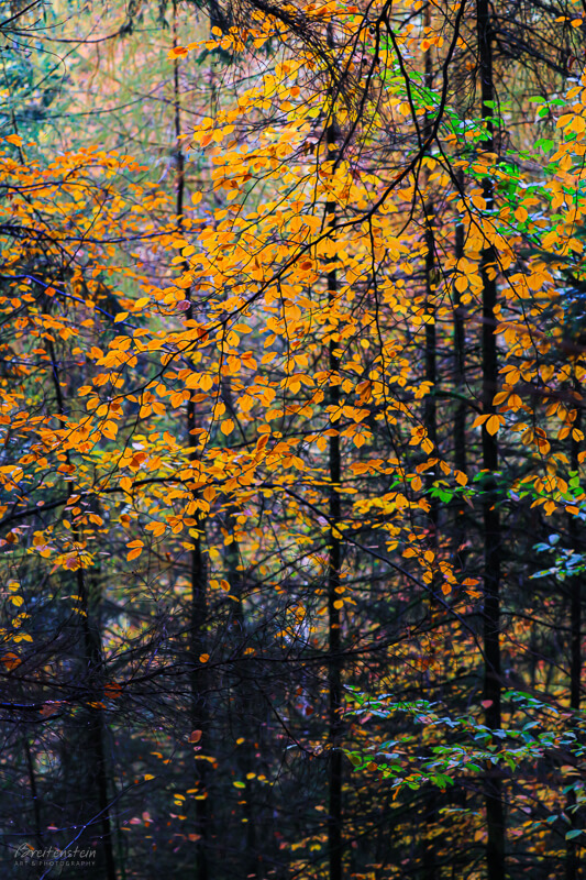Impressionistic photo of branches of golden and orange leaves, hovering above thin, straight, almost-black tree trunks. The cooler background colors of violet, blue, and green offset the warm leaves.