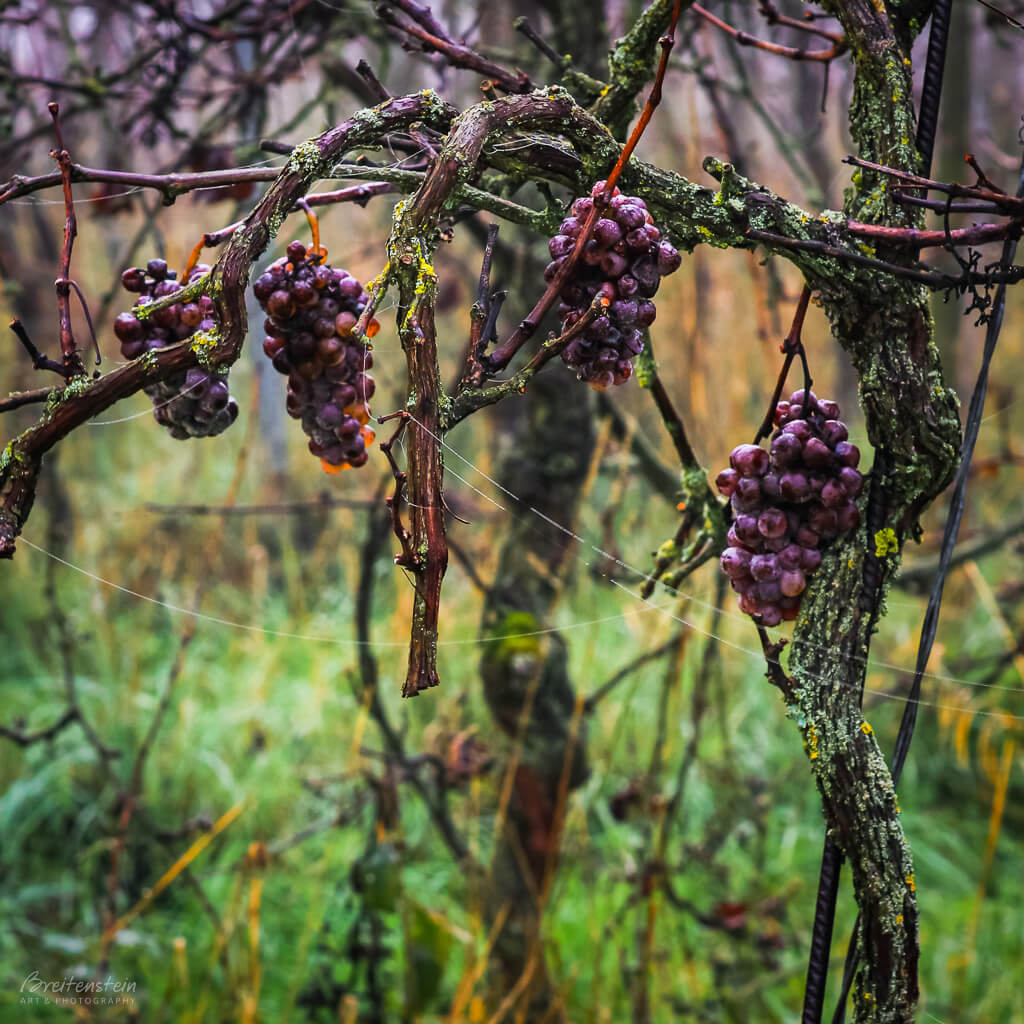 Photo of four bunches of old, violet grapes on gnarly, lichen-covered vines. They are strewn with dewy spiderwebs. The background is a misty green, orange, and purple.