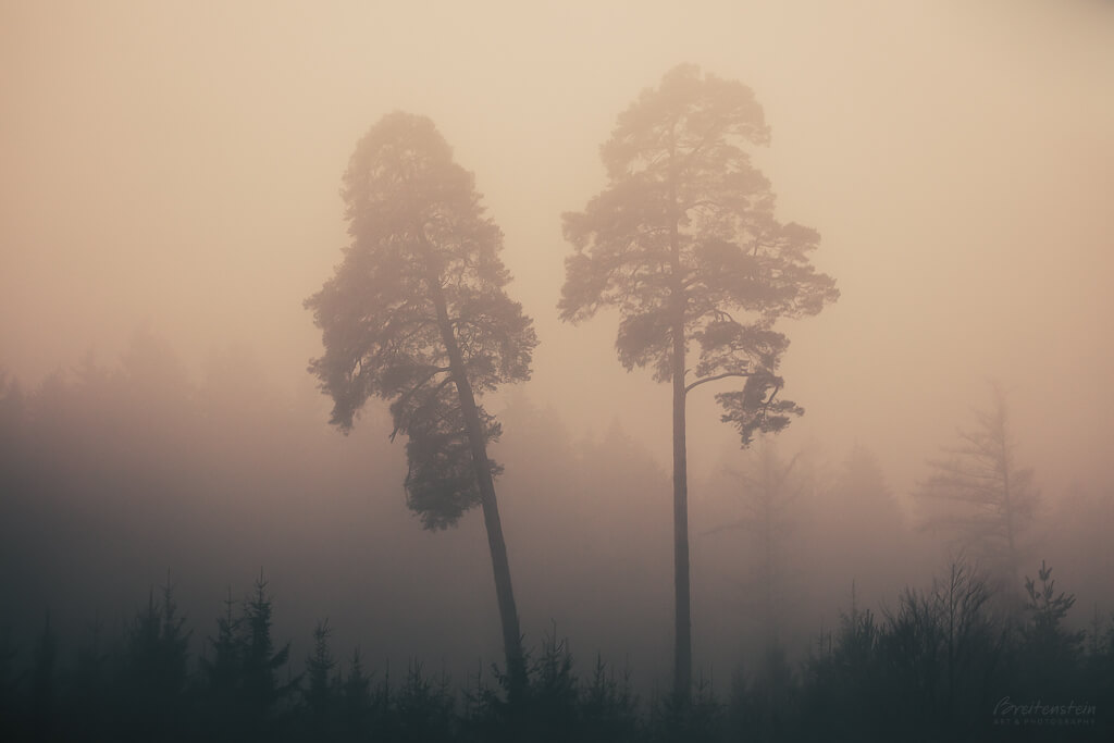 Photo of two tall pine trees in a soft peach-colored mist, with greenish-gray foliage in the foreground, and a low bank of barely visible trees in back.