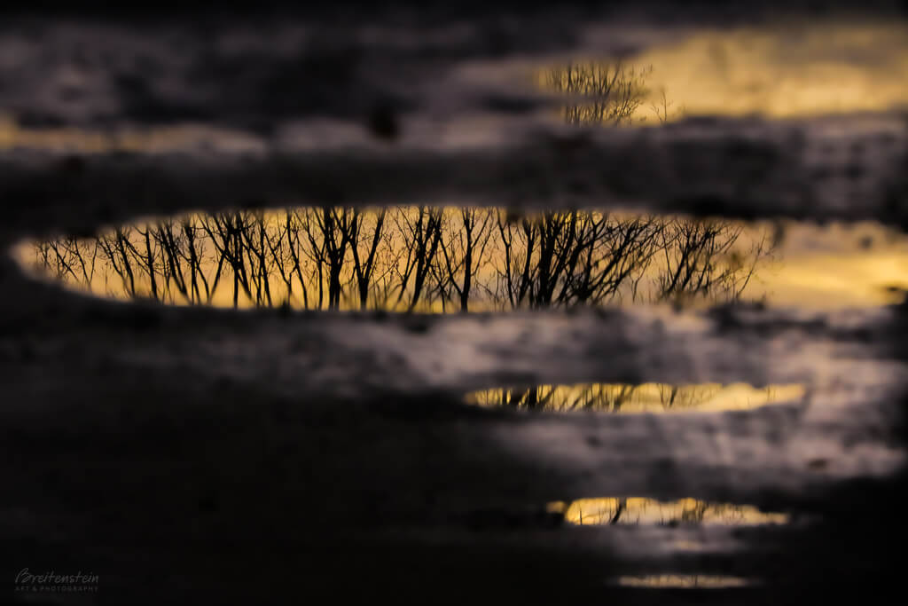 Horizontal photo that's been inverted, depicting the silhouette of a tree against a golden sunset sky, as seen in a series of receding puddles.