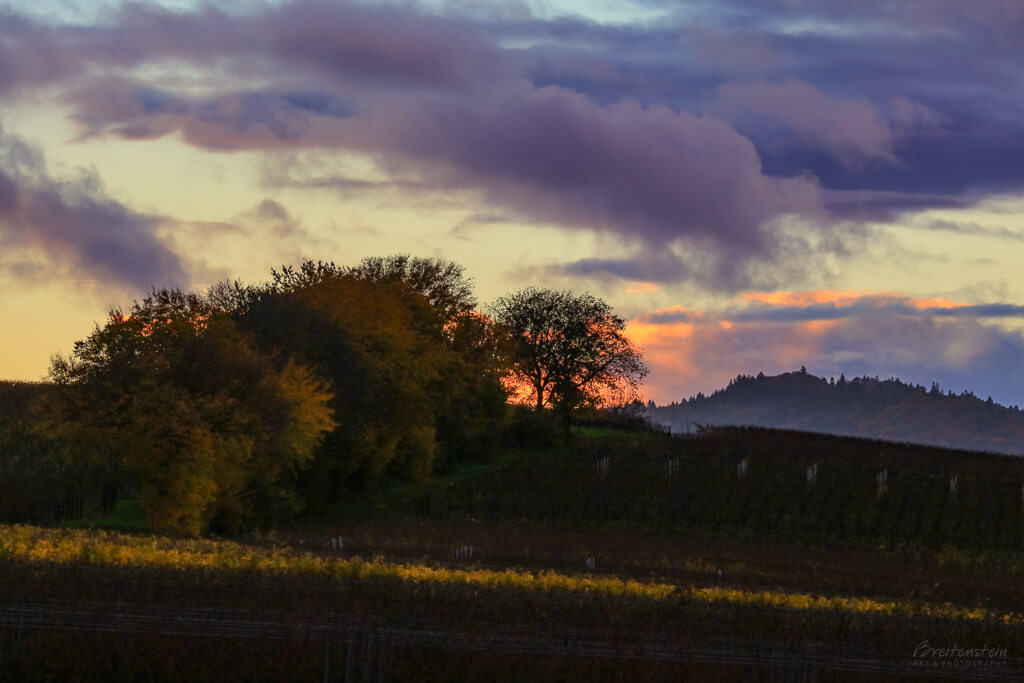 Photo of a late-autumn vineyard landscape, a copse of trees backlit by a post-sunset bank of orange and purple clouds, and a distant mountaintop rising in the atmospheric haze.