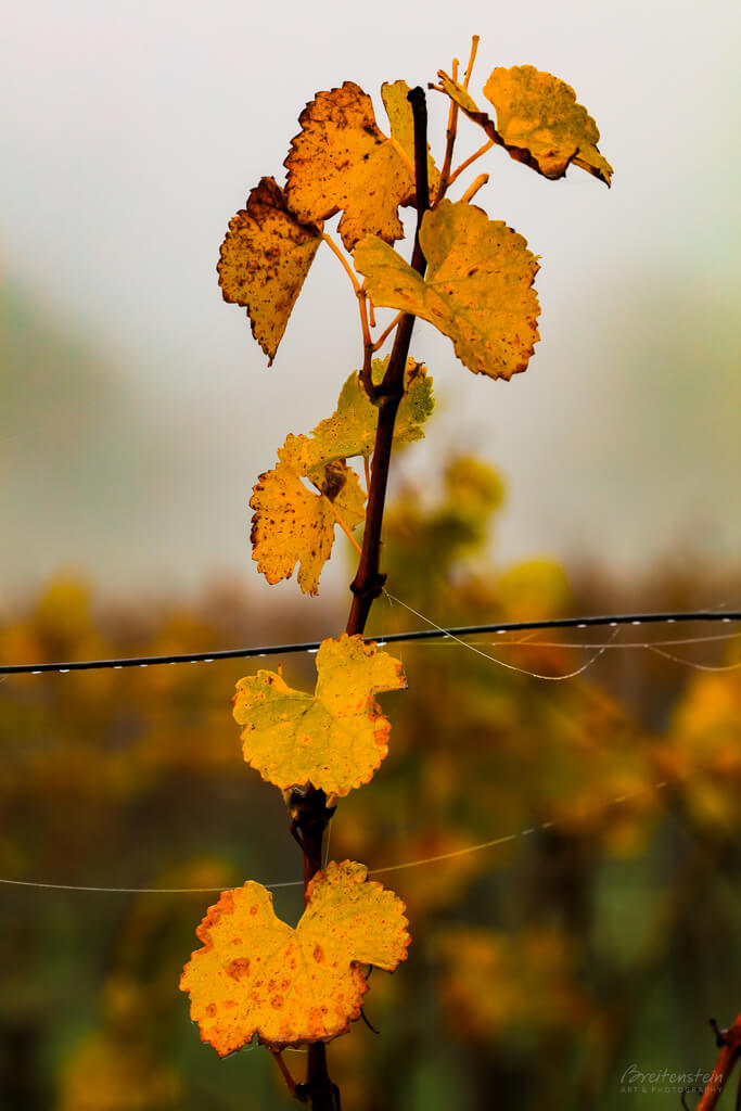 yellow-grape-branch-spider-webs Horizontal photo that's been inverted, depicting the silhouette of a tree against a golden sunset sky, as seen in a series of receding puddles.