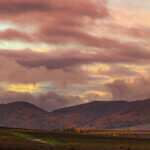 Endings, a photograph of a sunset with softly dramatic clouds, over mountains dense with autumn forests, low hills covered with late-season vineyards in the midground, and in the near foreground, a dark field of blackened sunflowers.