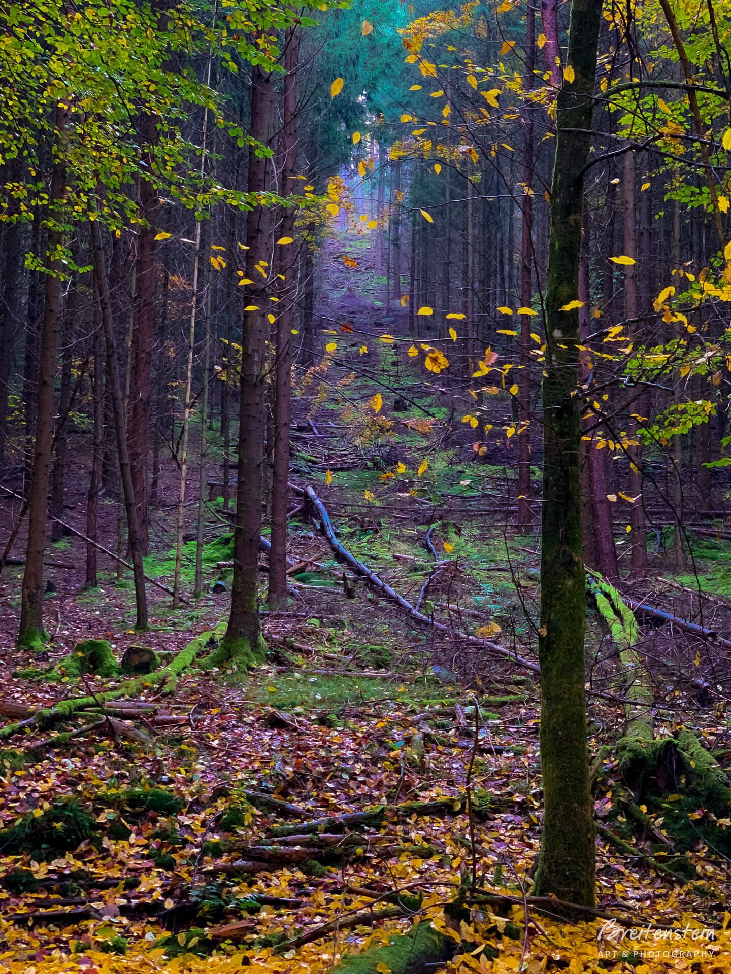 Photograph of a wooded hillside in a "fairytale" forest. The image is quite colorful and dreamy, with autumn leaves, a violet-tint to the trees, and a hazy view in the distance.