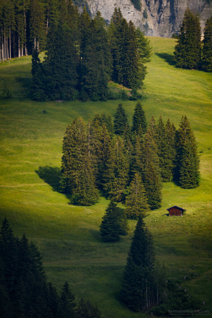 Photograph of a grassy mountain slope, seen from a distance. It is dotted with several copses of very large spruce trees. The light is mottled, some of the hillside shaded by clouds, with a bright sunny patch illuminating the central tree grouping. Beside the trees is a small reddish-brown wood hut. (You can almost imagine Rip Van Winkle snoozing somewhere nearby ... only that story takes place in the Catskills, an ocean away.)