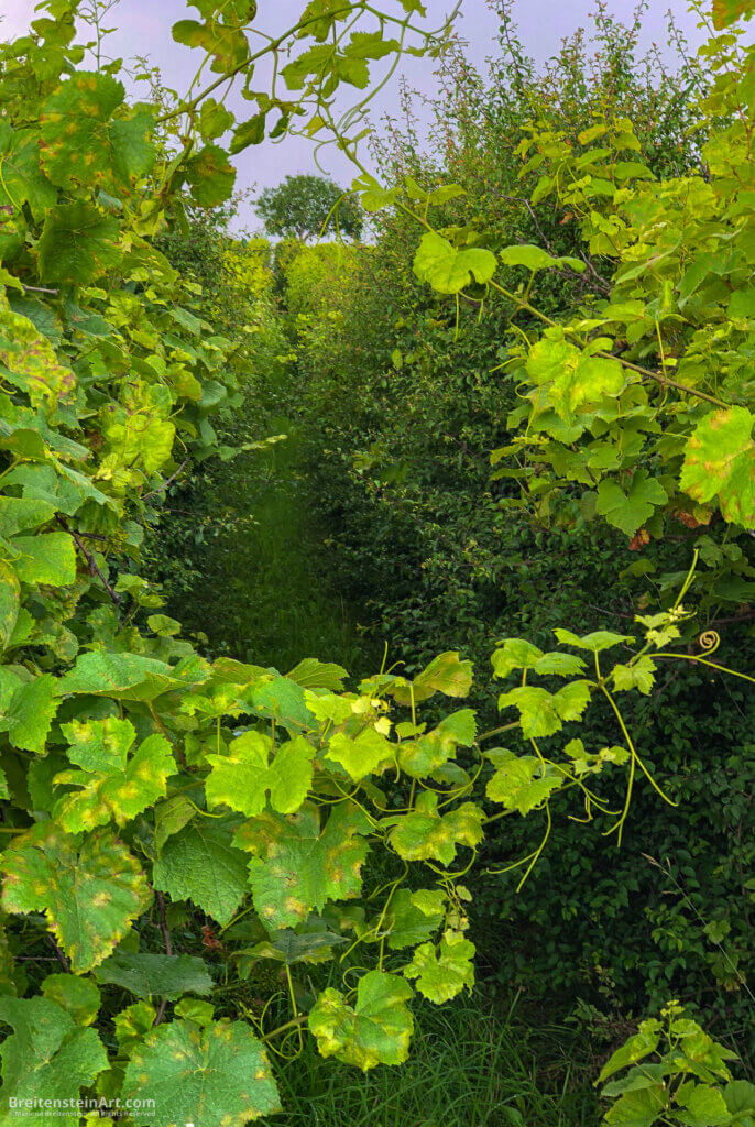 Photograph of a semi-tended vineyard row, across from a hedge row. The path between them leads up a hill to a tree at the horizon. In the foreground, the grapevine crosses the path with big leaves and small, curling tendrils.
