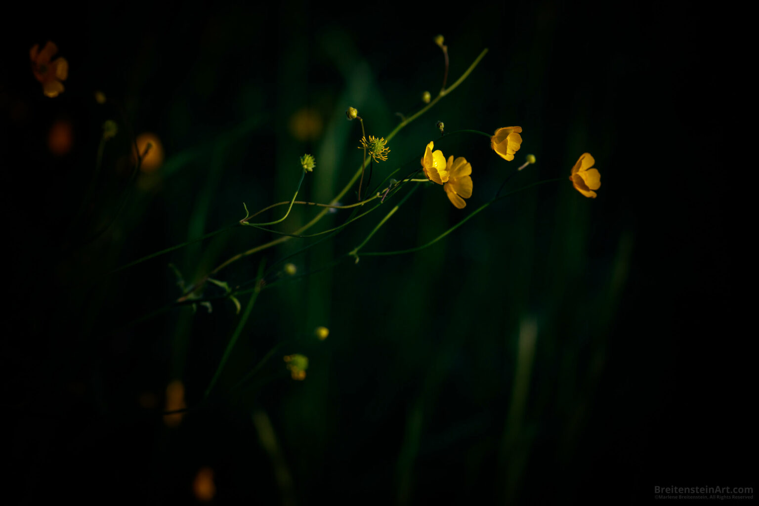 Buttercups (yellow flowers) on a dark background.