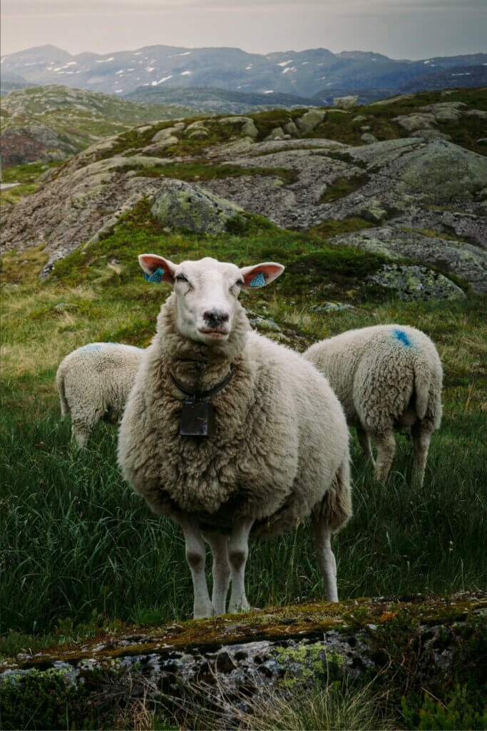 Photo of three sheep in a rugged mountain vista. The two seep to each side are turned away, and their forelegs and heads are obscured by a third sheep, which is closer, looking towards the camera. This sheep is bedecked with a cowbell around its neck, and a blue ID tag in each ear, like jewelry. The landscape is quite rocky, with only grasses, moss and lichen, with a mountainous ridgeline in the distance.