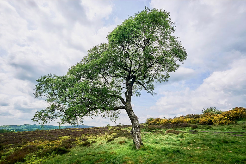 Photograph of a lone tree with a slanted crown illuminated by the sun, in what looks to be a remote, high-plain landscape of grasses and low shrubs, under a pale but dramatically cloudy sky.