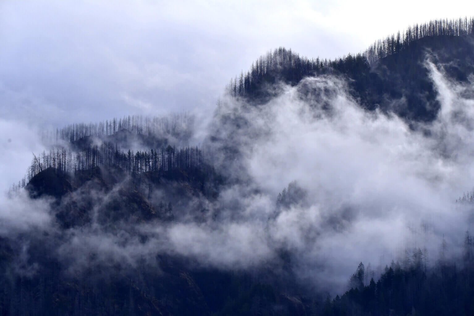 Photo of a mountain ridgeline covered in (ailing, fairly needle-less) conifers, silhouetted, largely enveloped by clouds or mist.