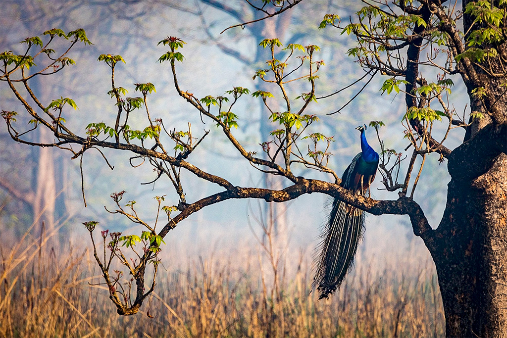 Photo of a lovely peacock, standing on an outstretched branch of a tree, its colorful tail cascading downward. The softly blurred background holds dry brush, long grasses, and the trunks of a few trees, in a soft haze.