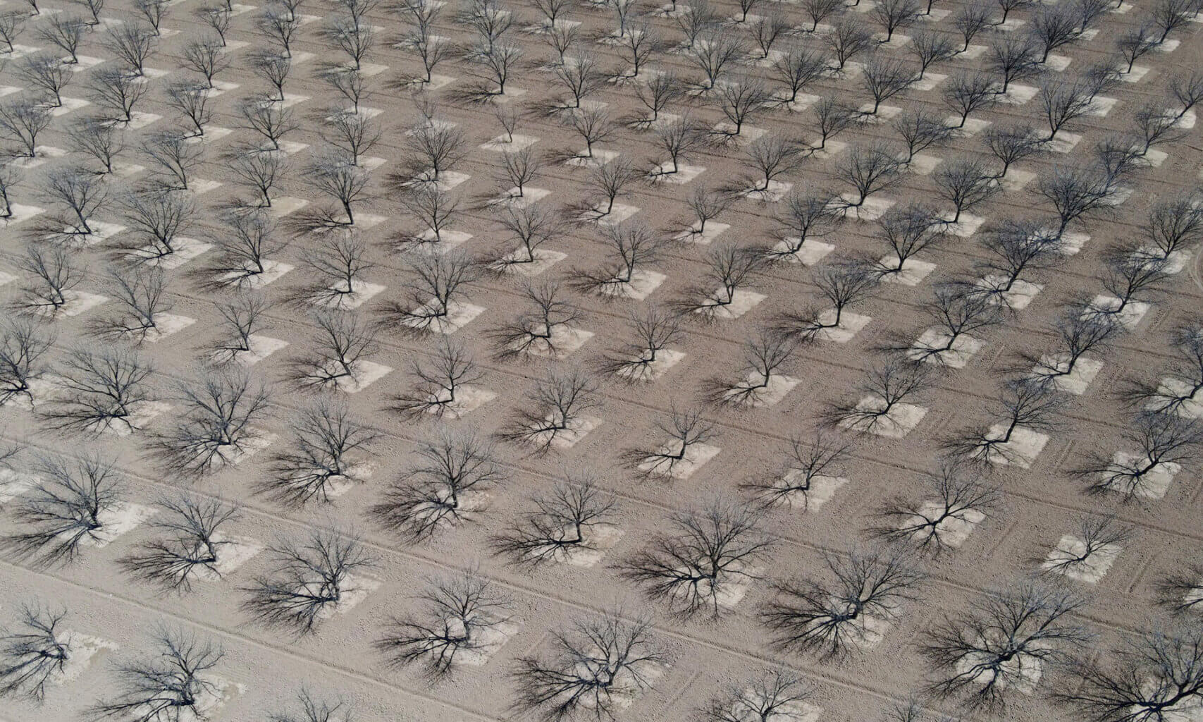 Surreal aerial photo, of a large and rather strange grid of mature, leafless trees. Each is on a square of very light soil, surrounded by a larger expanse of tan soil, with lines drawn between each tree and row. There are roughly 100 trees pictured, receding into the distance. The light was strong when the photo was taken, as each tree has a distinct shadow.