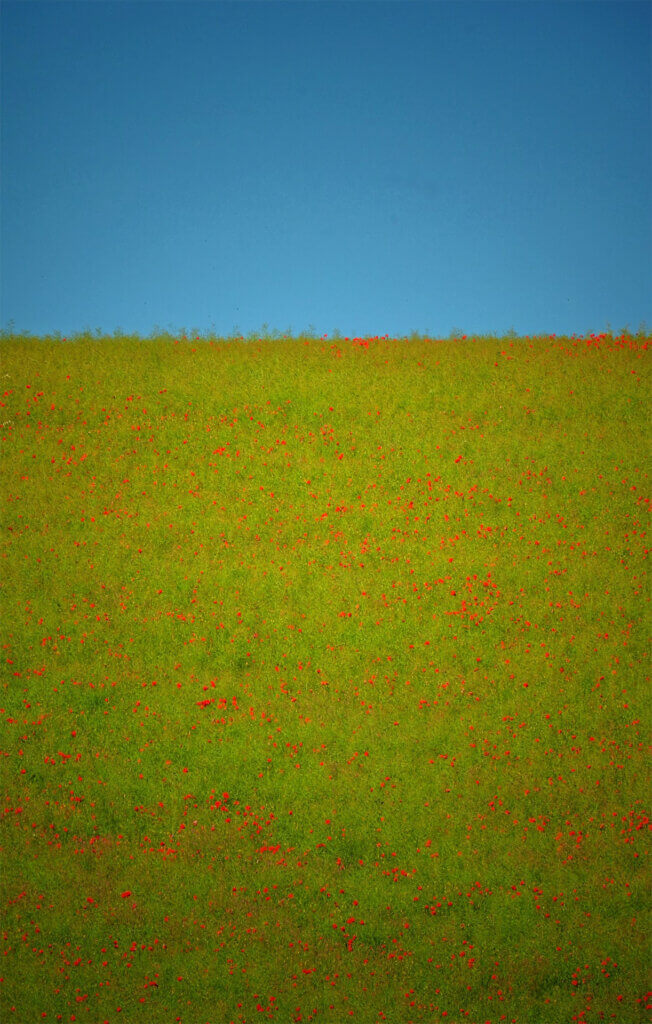 Flat-ish photo of a shaggy yellow-green hillside, strewn with many red poppies, against a medium blue sky.